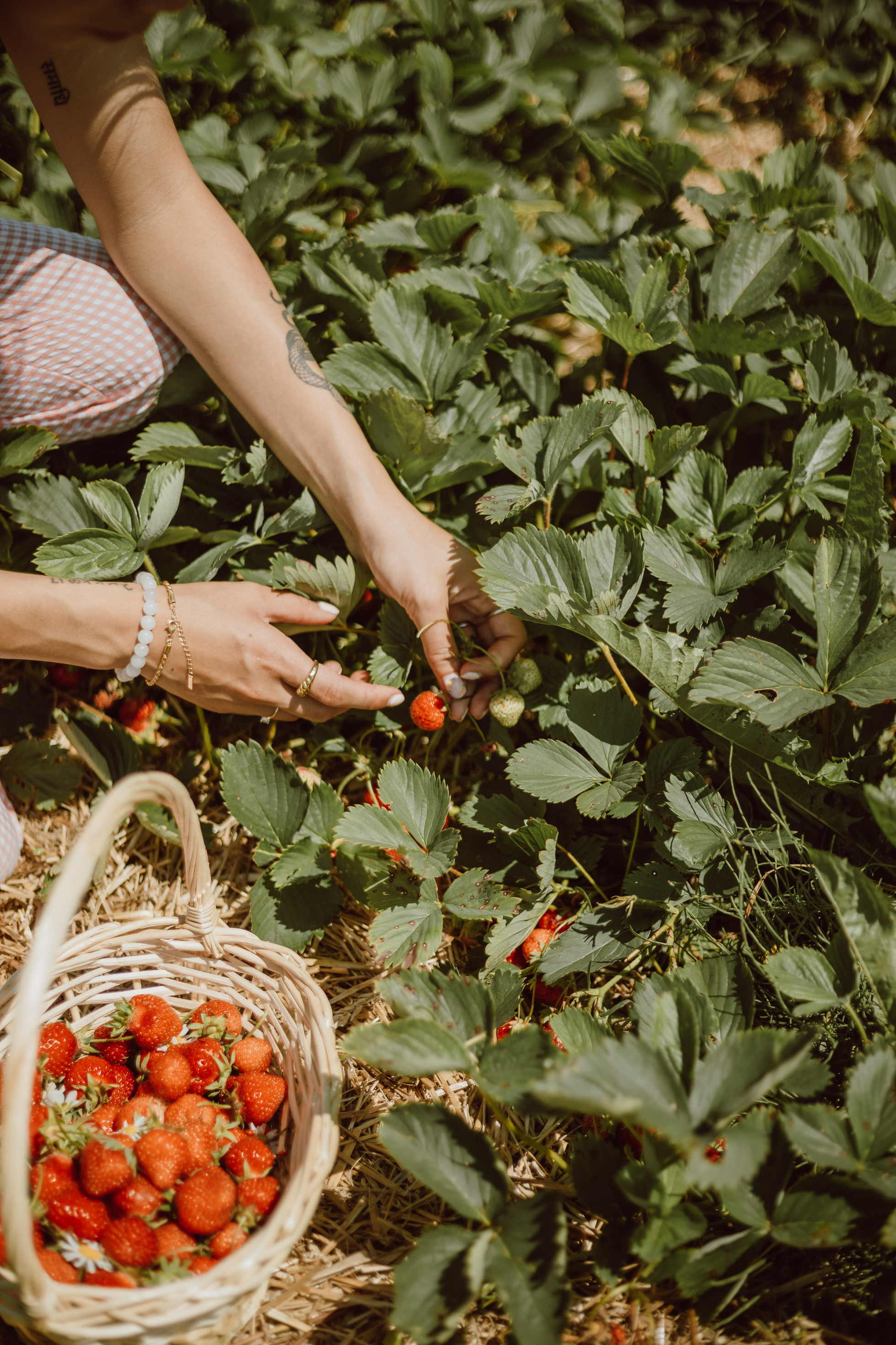 Woman Picking Strawberries in the Garden